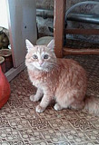 Прекрасного рыжего котика отдам в хорошие руки Оренбург