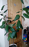 Фикус-комнатное растение Новосибирск