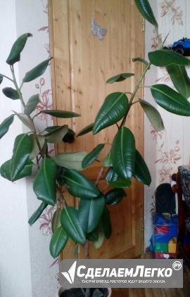 Фикус-комнатное растение Новосибирск - изображение 1