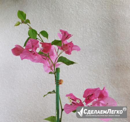 Бугенвиллия Смоленск - изображение 1