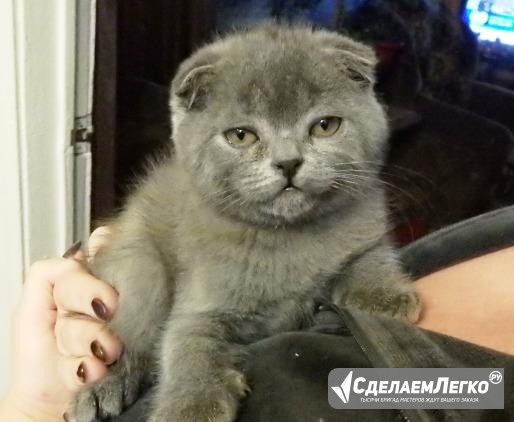 Ви слоухие коты Новочеркасск - изображение 1
