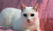 Кошка Белоснежка 1 год(стерилизованная) Новосибирск