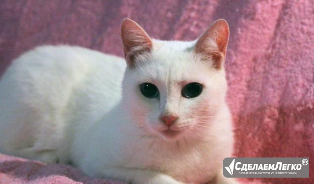 Кошка Белоснежка 1 год(стерилизованная) Новосибирск - изображение 1