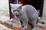 Британские плюшевые котятки Сызрань