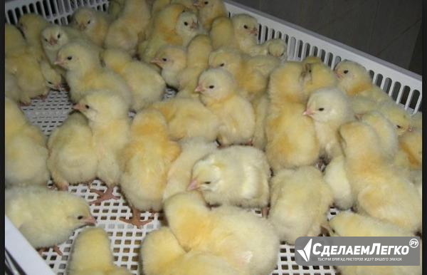 Суточные цыплята бройлеры Кочубеевское - изображение 1