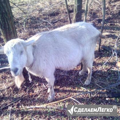 Продам козу Новоукраинское - изображение 1
