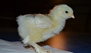 Подрощенные цыплята и яйцо Новосибирск