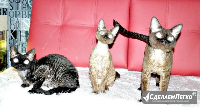 Девон рекс котята от пары на фото Благовещенск - изображение 1