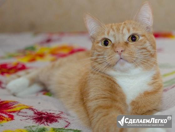 Тигро-солнечная кошечка Мила ищет семью Тюмень - изображение 1