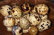Перепелиные яйца Оренбург