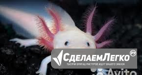 Аквариум с двумя аксолотлями Санкт-Петербург - изображение 1