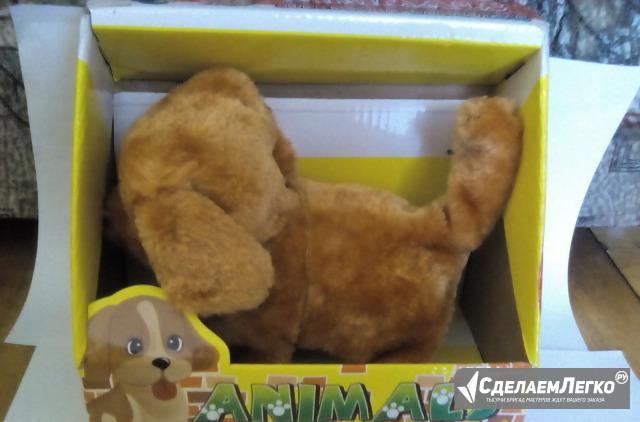 Ходячая собака Санкт-Петербург - изображение 1
