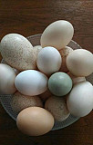 Яйца на инкубацию Рыбинск