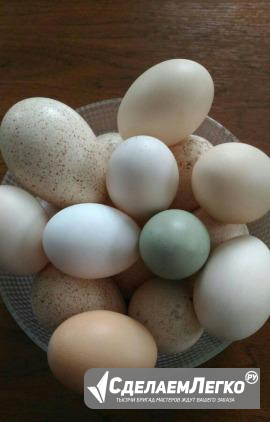 Яйца на инкубацию Рыбинск - изображение 1