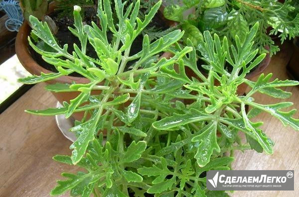 Каланхоэ рассеченное (Kalanchoe laciniata) Набережные Челны - изображение 1