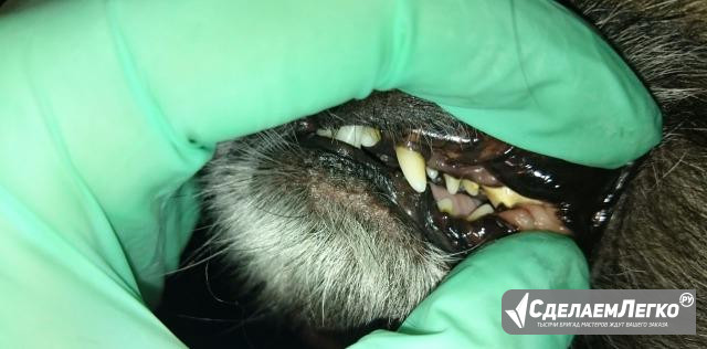 Чистка зубов животным уз скалером без наркоза Можайск - изображение 1