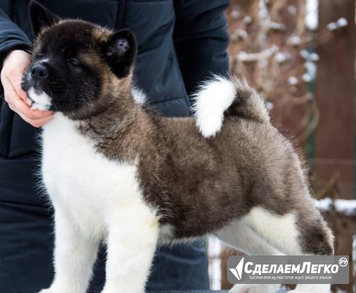 Щенки Американской Акиты Москва - изображение 1