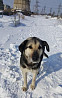 Крупная собака на охрану Комсомольск-на-Амуре