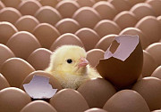 Инкубационное яйцо мини-мясная палевая Красноярск