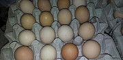 Инкубационное яйцо Иркутск