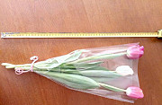 Тюльпаны голландские сорта крупные к 6, 7, 8 марта Тюмень