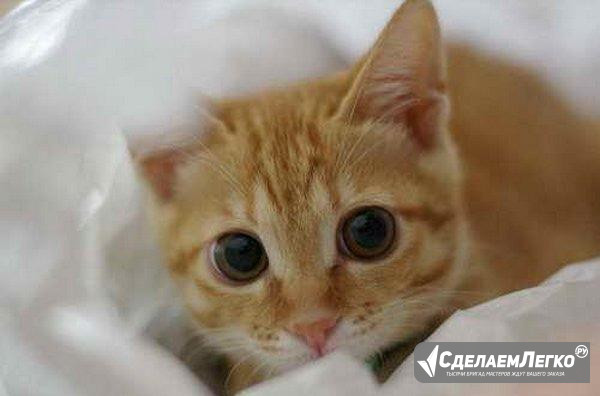 Продам котенка, ярко рыжего окраса Ижевск - изображение 1