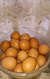 Яйцо кур домашнее Киселевск