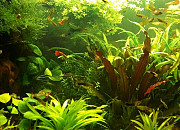 Живые растения, рыбки, креветки Новороссийск
