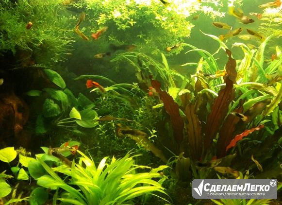 Живые растения, рыбки, креветки Новороссийск - изображение 1