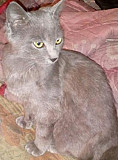 Кошка русская голубая порода Кизляр