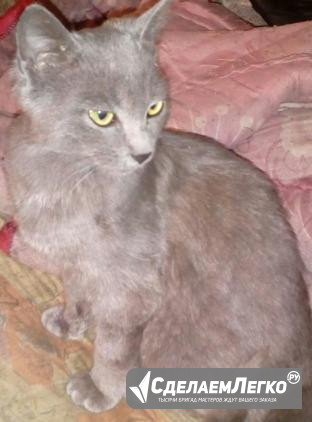 Кошка русская голубая порода Кизляр - изображение 1