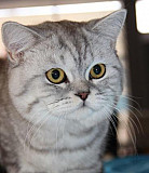 Шотландский котик на вязку Барнаул
