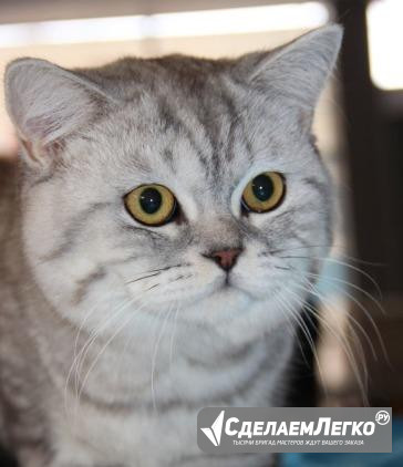 Шотландский котик на вязку Барнаул - изображение 1