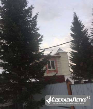 Пихты живые Барнаул - изображение 1