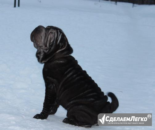 Черный уголек шарпей Хабаровск - изображение 1