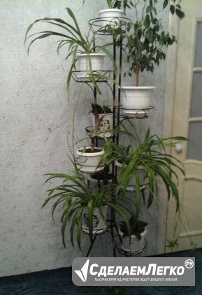 Растения Курган - изображение 1