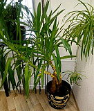 Растения для зимнего сада, офиса, дома Пермь