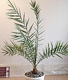 Финиковая пальма Новосибирск