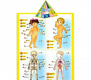 Новый Плакат "Говорящая анатомия" говорящий Новосибирск