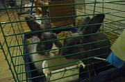 Два симпатичных декоративных крольчонка в клетке Иркутск